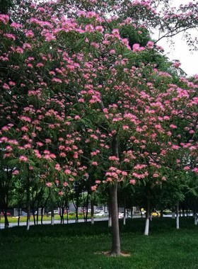 绿化工程花苗合欢树苗合欢苗绒花树苗芙蓉花树苗庭院盆栽合欢树苗