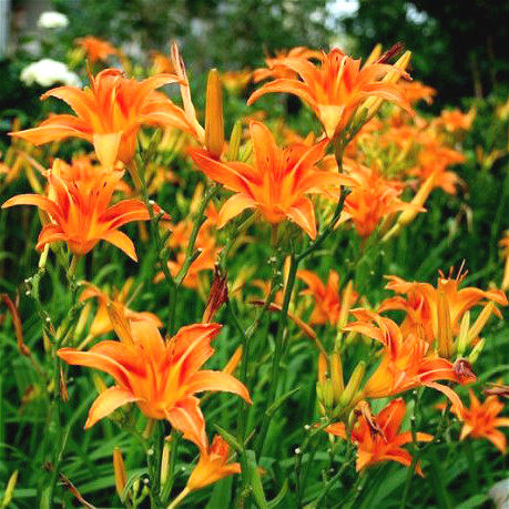 野生庭院绿化宿根大花萱草