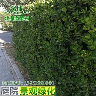 别墅庭院绿化篱笆围墙植物北海道黄杨大叶日本冬青树苗常绿篱耐寒