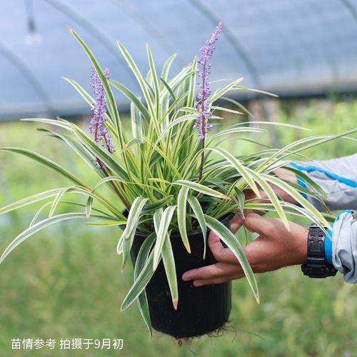 庭院别墅室外绿化金边麦冬草花苗