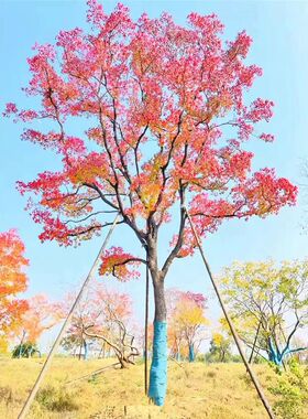 红叶乌桕树苗彩叶苗木丛生乌桕大型耐寒庭院风景树桕子树菩提树苗