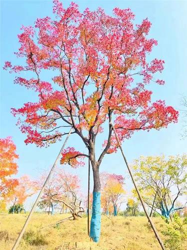 红叶乌桕树苗耐寒庭院风景树