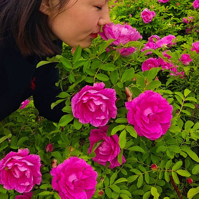 正宗玫瑰花苗紫枝玫瑰食用四季玫瑰庭院阳台盆栽平阴玫瑰浓香耐寒图片