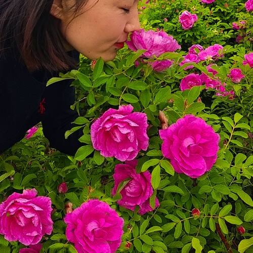 正宗玫瑰花苗紫枝玫瑰食用四季玫瑰庭院阳台盆栽平阴玫瑰浓香耐寒