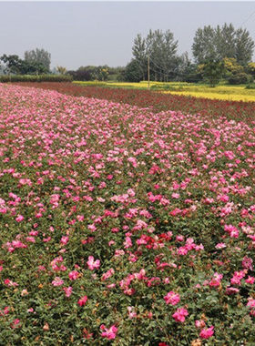 绿化北京庭院耐寒植物丰花月季