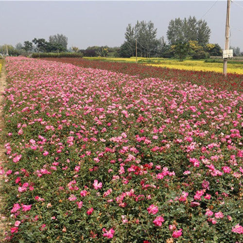 绿化北京庭院耐寒植物丰花月季