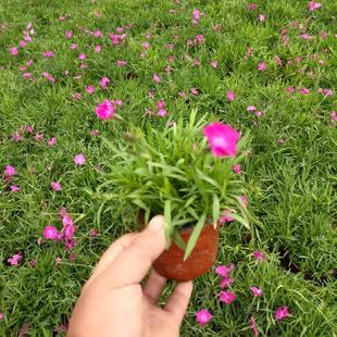 道路欧石竹花苗庭院绿化工程小苗开花草坪盆栽耐寒草花专售