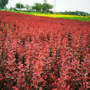 紫叶小檗树苗红叶小波绿化苗木绿篱落叶灌木北方耐寒植物刺篱笆苗
