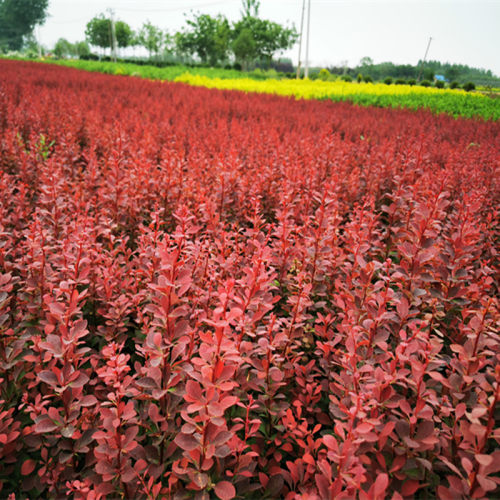 紫叶小檗树苗红叶小波灌木