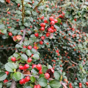 平枝荀子铺地蜈蚣小叶栒子红花旬子苗盆景匍匐灌木工程绿化苗木