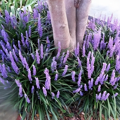兰花三七苗阔叶山麦冬草耐荫耐寒