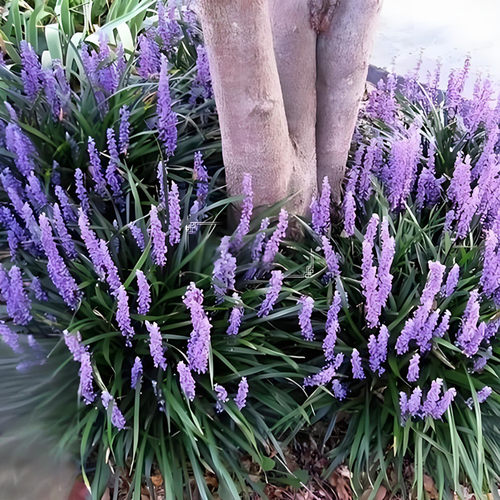 兰花三七苗阔叶山麦冬草耐荫耐寒