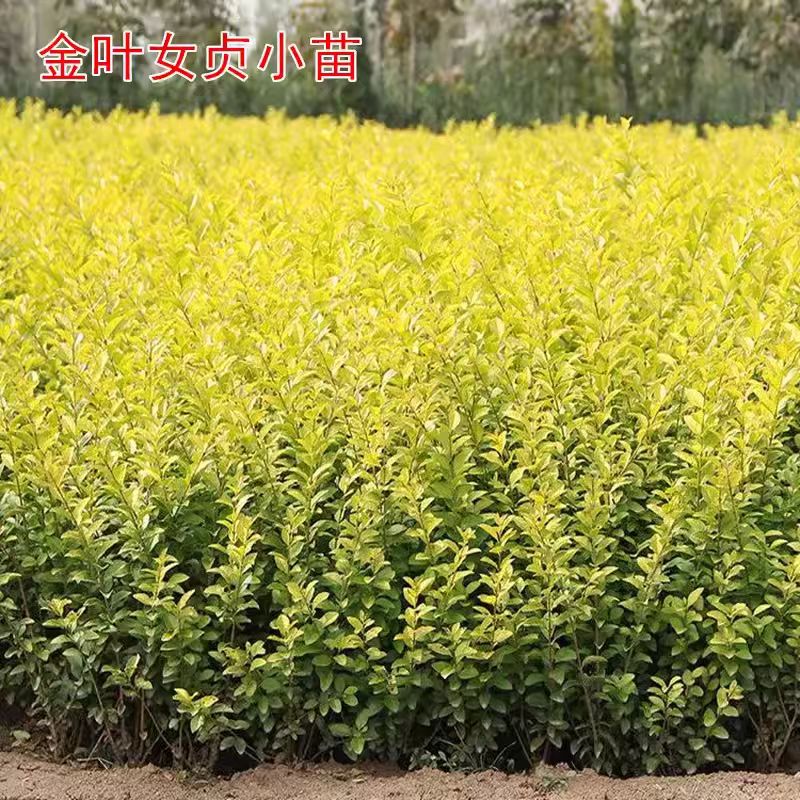 金叶女贞树苗工程绿化扦插