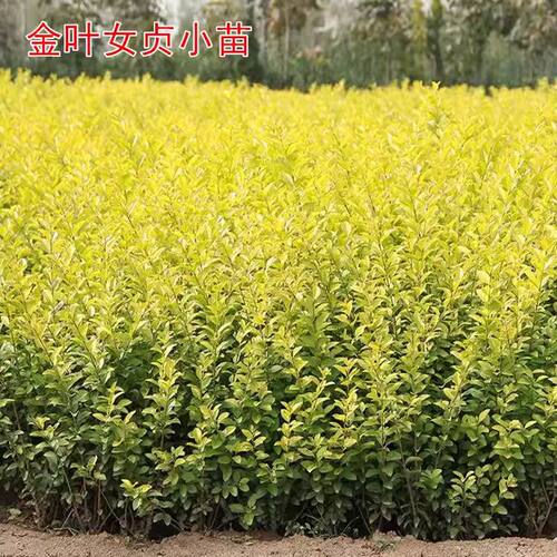 金叶女贞工程绿化小苗绿篱灌木