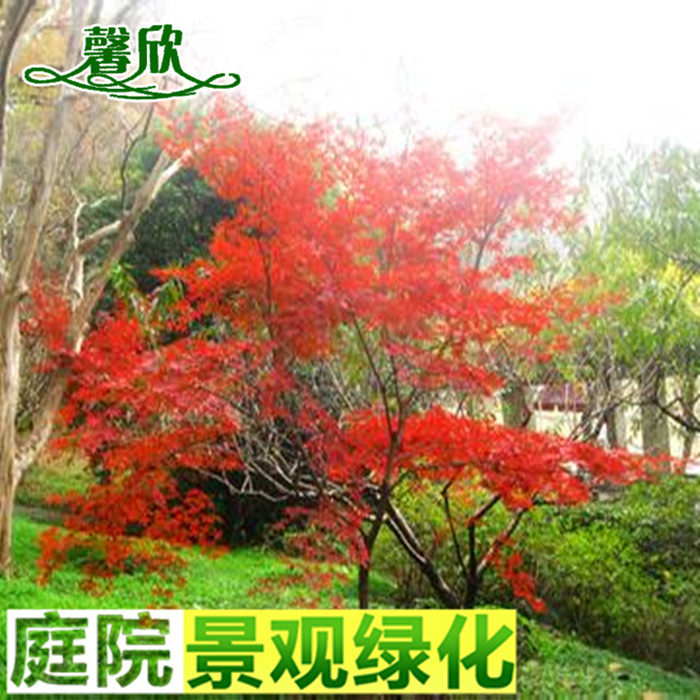 正宗嫁接美国中国日本红枫树苗绿化庭院阳台四季盆栽观赏植物花卉