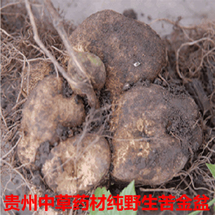 贵州野生中草药材新鲜雪胆苦金盆 曲莲罗锅底蛇莲金龟莲500克包邮