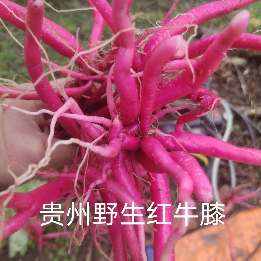 贵州野生红牛膝根红牛克膝怀牛膝土牛膝纯根晒干正品红牛膝新鲜
