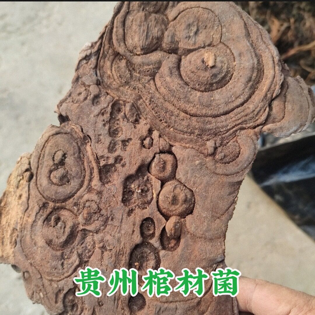 贵州省棺灵芝 阴菌对口菌中草药材墓灵芝下单包邮