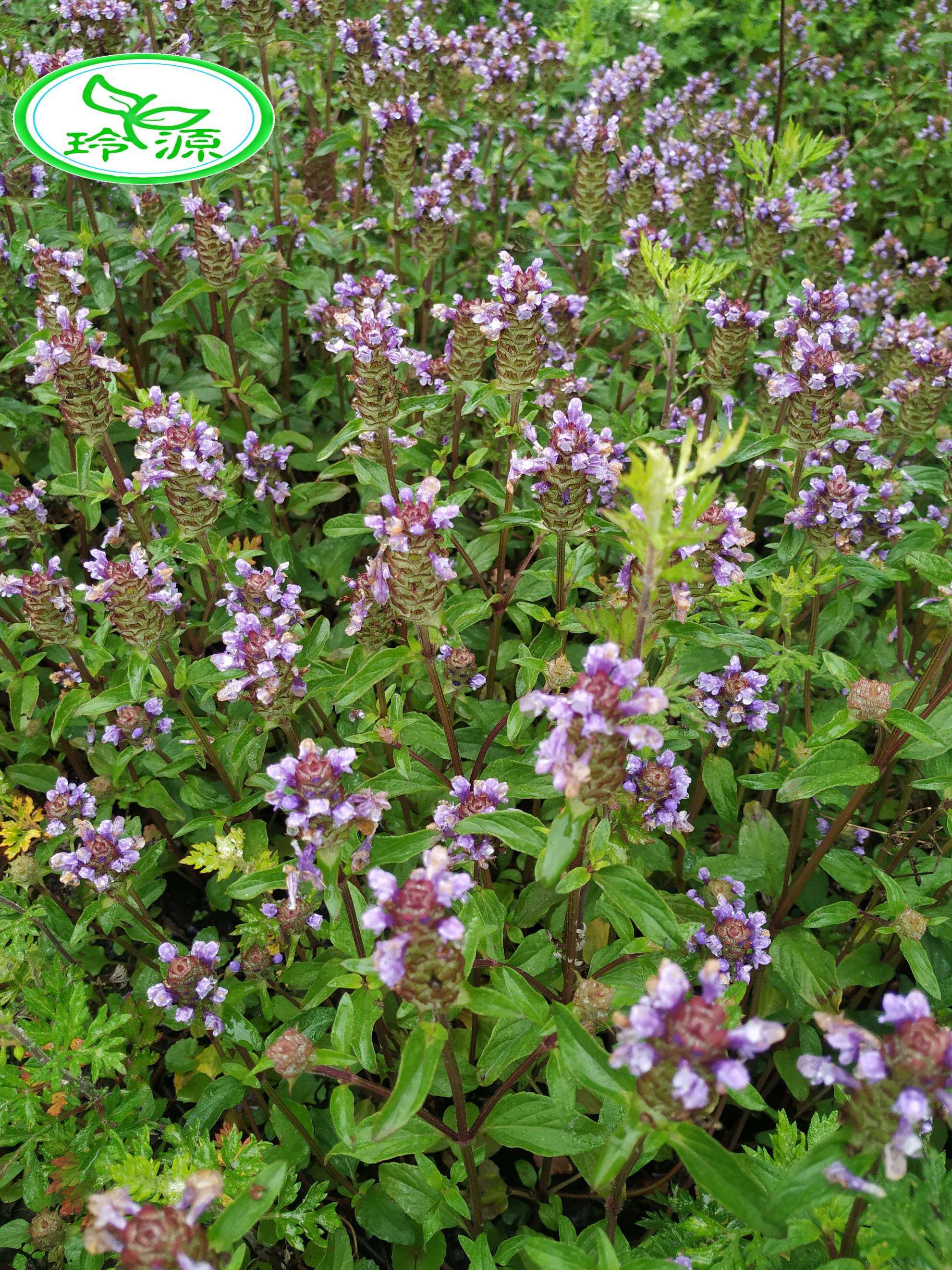 贵州省新鲜夏枯球草中药材苗药凉九重楼铁色草大头花500g包邮