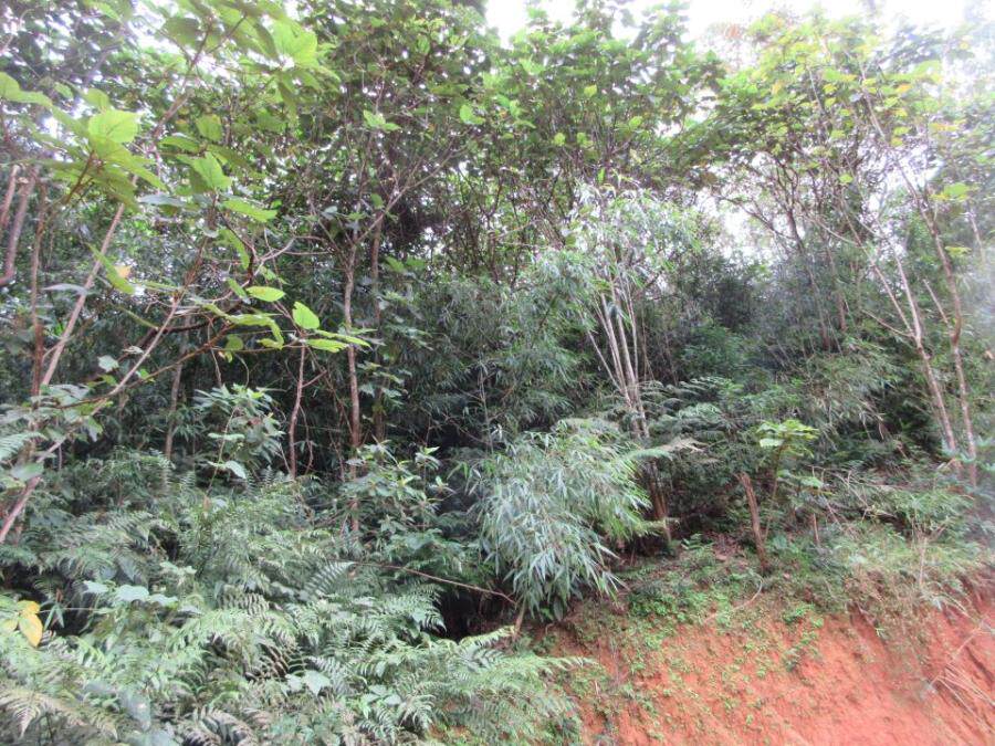 4月15日漳州市岛濑村水东坵林木网络拍卖公告