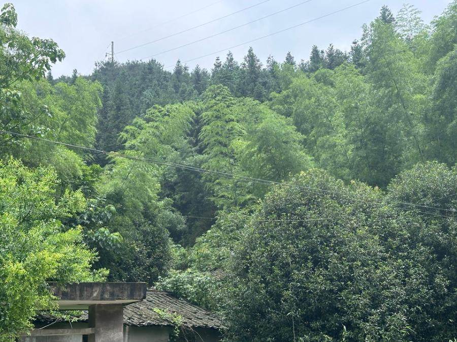 变卖坐落于福建省浦城县临江镇七墩村七墩21号林权（林某所有的份额）