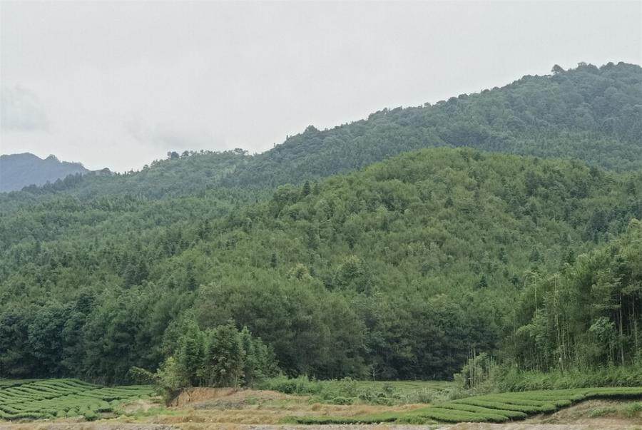 武夷山市五夫镇溪尾村小地名高山仔的林权【林权证号：武政林证字（2014）第00789号】