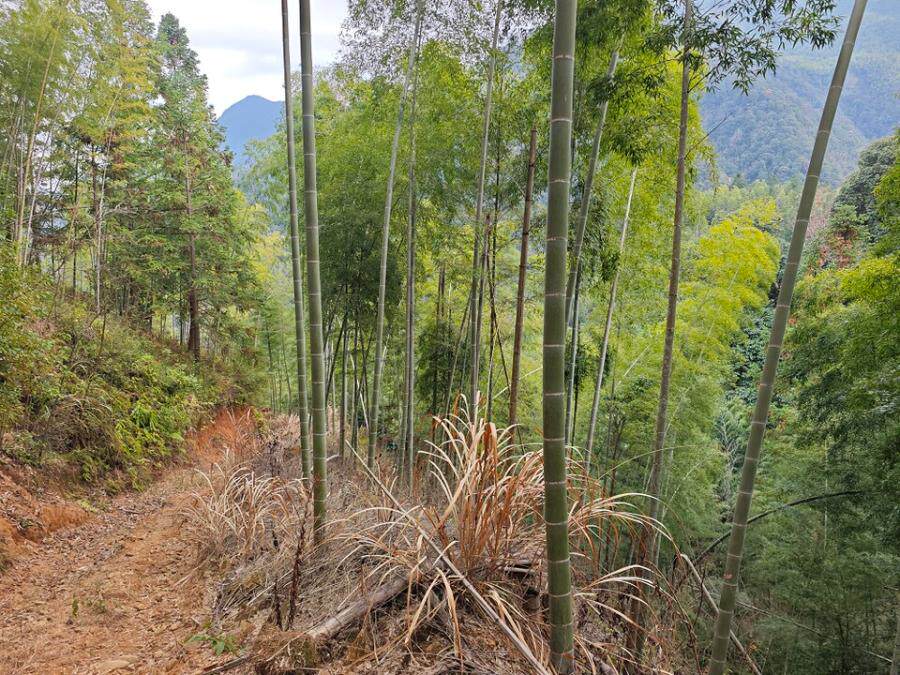 坐落于将乐县黄潭镇将溪村竹林干