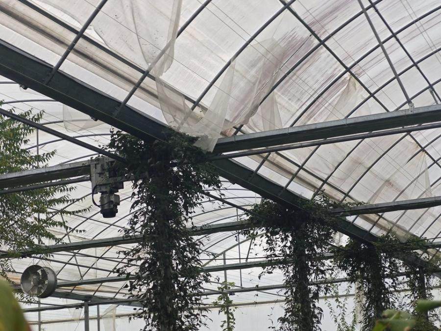 1月7日三明清流县龙津镇俞坊村村部门口的温控大棚网络拍卖公告