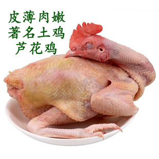 正宗芦花鸡散养一年左右芦花鸡公鸡老母鸡桔园走地土鸡现杀新鲜鸡
