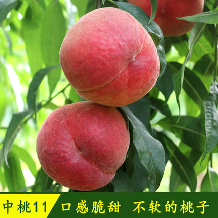 生态农场种养结合自然熟水蜜桃当季现摘新鲜水果脆甜中桃11石头桃