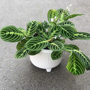 白脉叶蝉竹芋 荷兰进口室内耐阴稀有垂吊绿植物花卉包邮