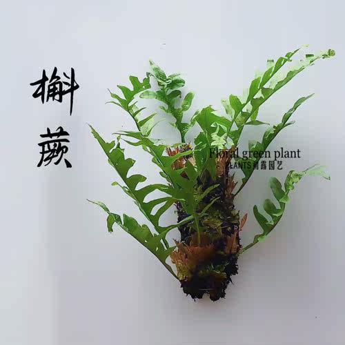 板植槲蕨室内绿植鹿角蕨挂墙网红植物室内盆栽送礼绿植包邮