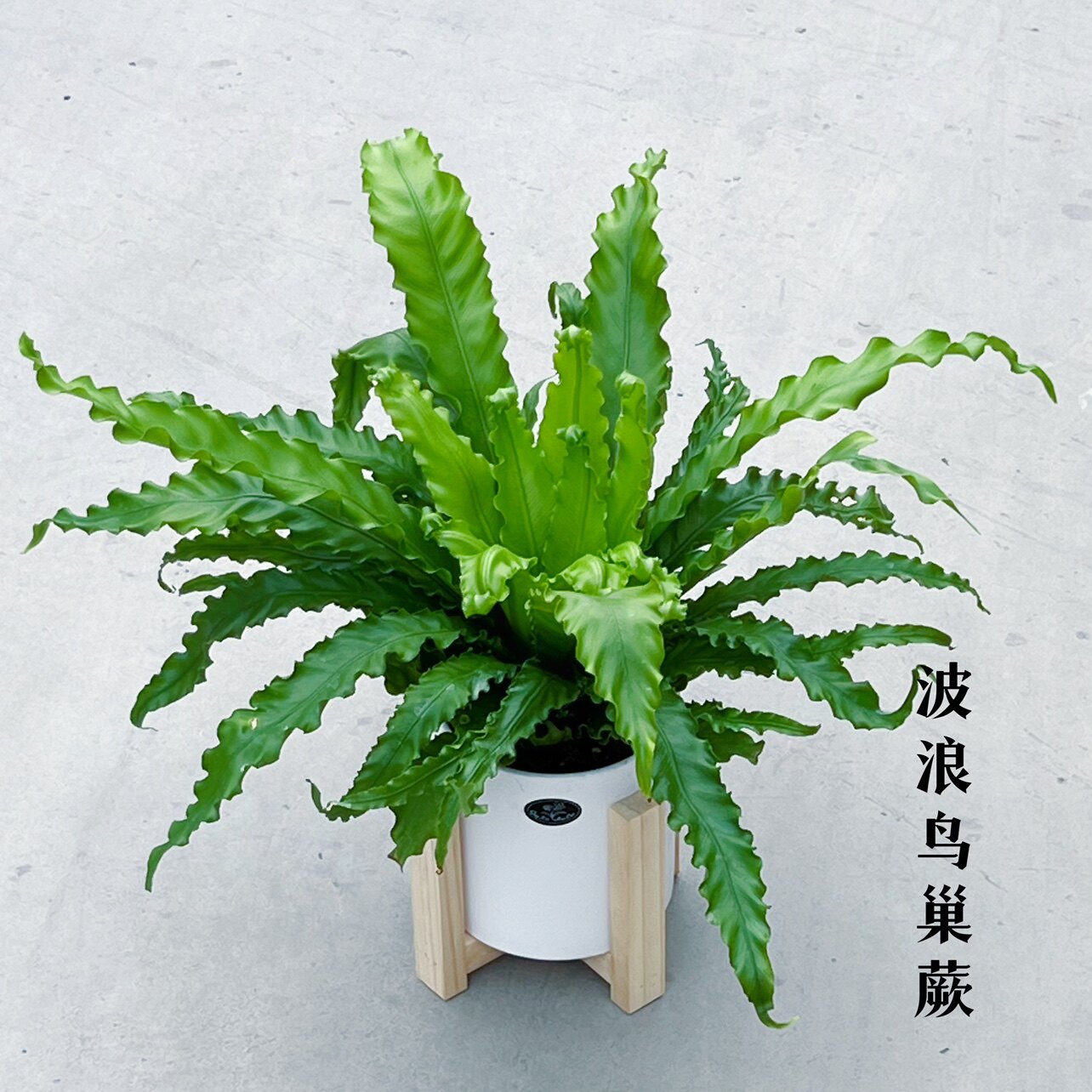 波浪鸟巢蕨 多年生四季常绿植物室内客厅办公室盆栽净化空气耐阴