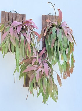 红叶丝苇热带雨林仙人掌红色喜庆观叶吊盆植物越晒越红果实可食用