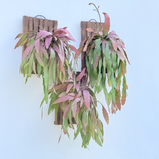 红叶丝苇热带雨林仙人掌红色喜庆观叶吊盆植物越晒越红果实可食用