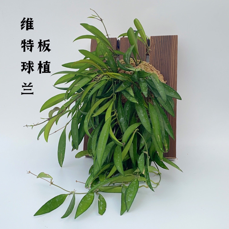 威特球兰hoya wayetii 观叶耐阴室内攀爬垂吊植物