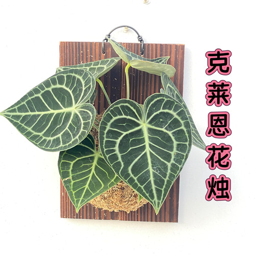 克莱恩水晶花烛挂墙板子植 ins热植盆栽哥伦比亚心形进口观叶绿植
