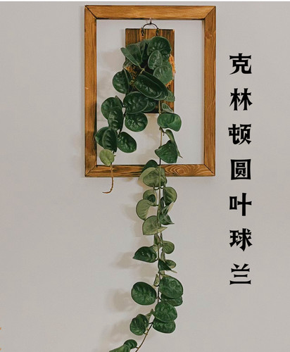 春羽室内植物盆栽净化空气吸甲醛