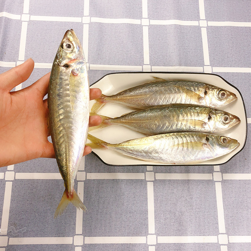海捕巴浪鱼 4斤装约12-16条 竹荚鱼青皮鱼新鲜冷冻水产东山岛海鲜