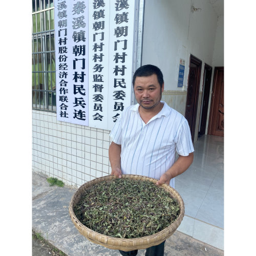 四川广安市野生紫杆薄荷