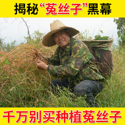 正品深山无硫菟丝子中药材