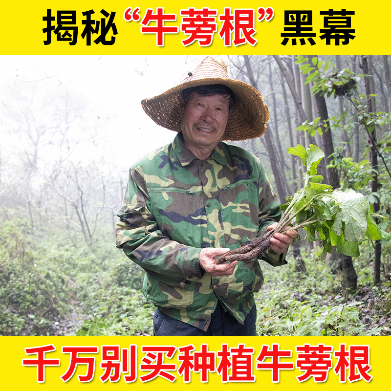 牛蒡根深山500克正品顺丰包邮无硫新货决明子金银花菊花牛旁根片