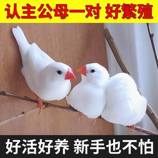 文鸟活鸟宠物鸟灰文鸟白文鸟观赏鸟可繁殖一对小鸟易上手好活便宜