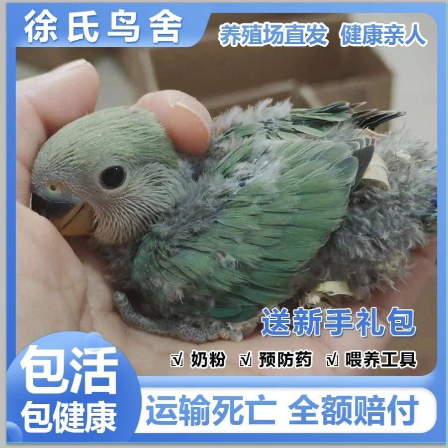 鹦鹉雏鸟牡丹活鸟绿桃日本紫罗兰黄桃亲人手养宠物鸟半毛图片
