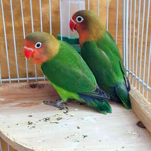 牡丹鹦鹉笼养活体红嘴成年小鸟身会技能学说话宠物鸟活鸟爱情鸟