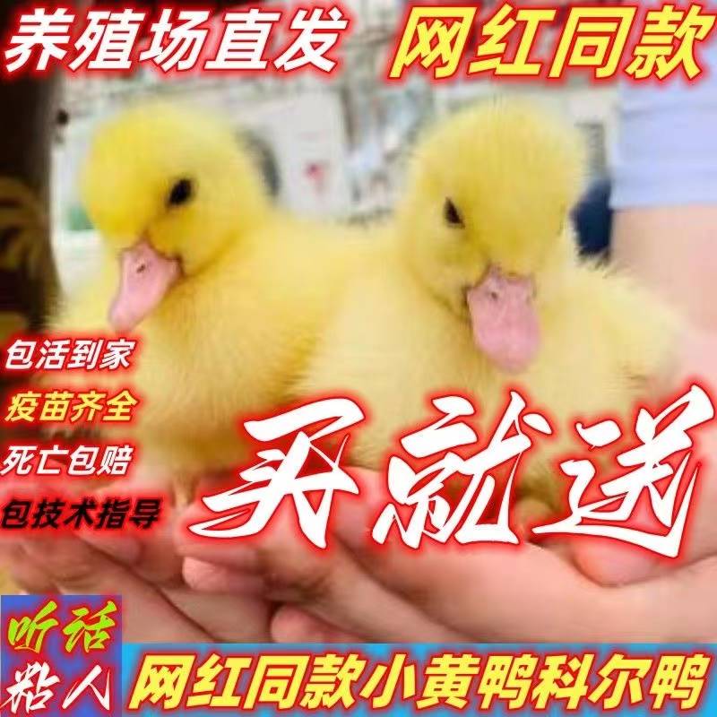 宠物鸭活物网红柯尔鸭幼崽小黄鸭子活苗观赏旱鸭青年产蛋繁殖活体