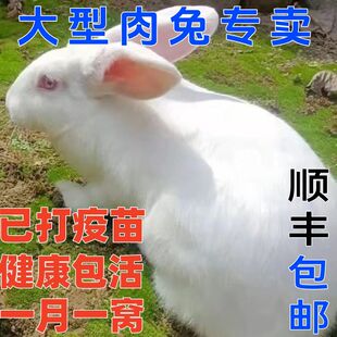 大型养殖新西兰八点黑种兔肉兔包邮包活到家