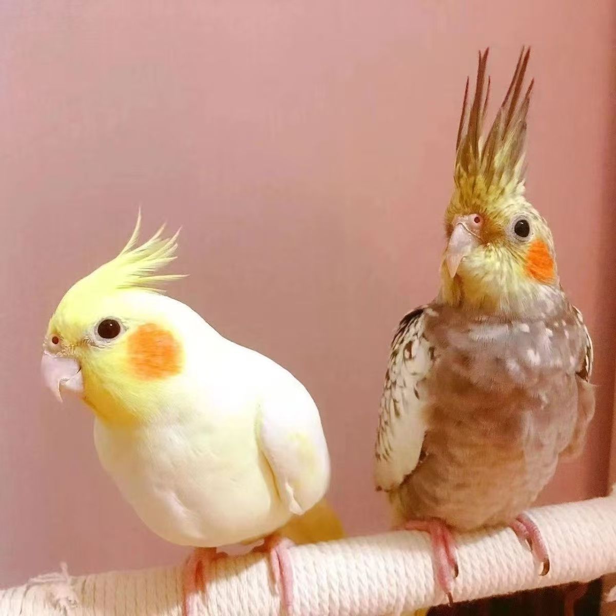 玄凤鹦鹉宠物学说话一对黄化繁殖手养珍珠活鸟原始亲人雏鸟半毛玄