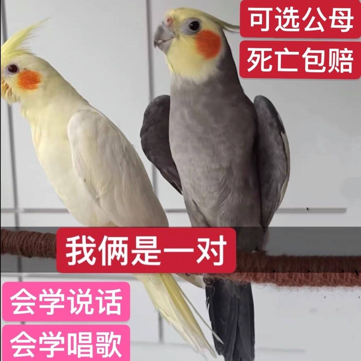 玄凤鹦鹉活体会学说话手养宠物黄化玄凤一对可繁殖鸟活物鹦鹉活鸟