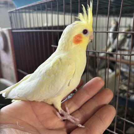 玄凤鹦鹉黄化 古铜 原始灰 学说话 亲人小鸟 纯手养一个月没断奶